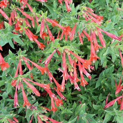 Plant Finder | Conserve Castle Rock, CO