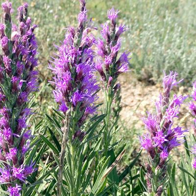 Plant Finder | Conserve Castle Rock, CO